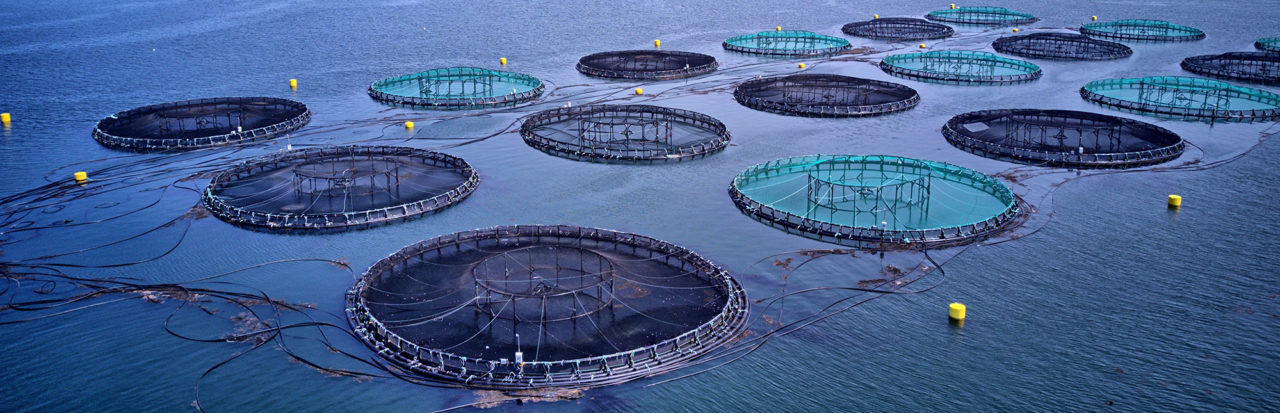 Aquaculture (Science) - Ocean Connect