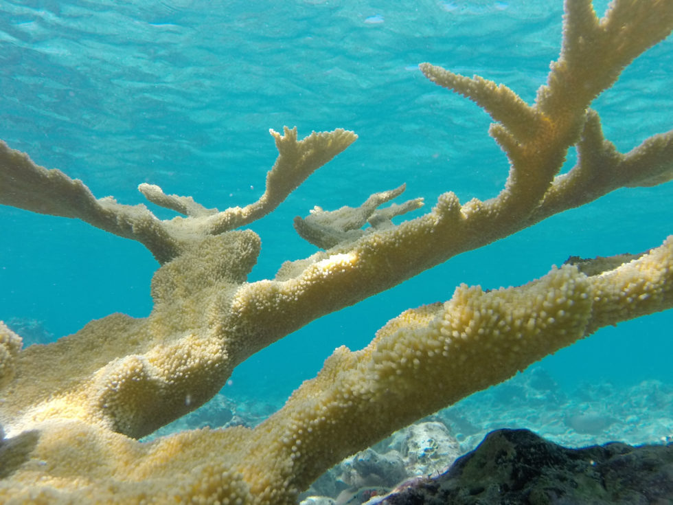 understanding-coral-bleaching-ocean-connect